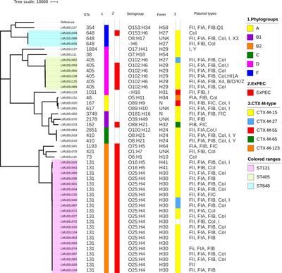 International High-Risk Clones Among Extended-Spectrum β-Lactamase–Producing Escherichia coli in Dhaka, Bangladesh